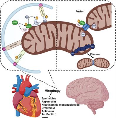 A Healthy Heart and a Healthy Brain: Looking at Mitophagy